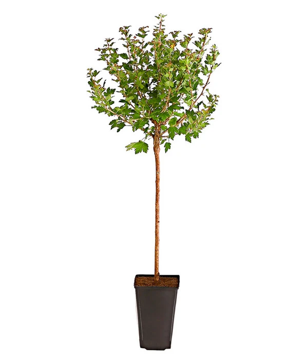 Stachelbeere 'Invicta', Stämmchen 4 Stachelbeere 'Invicta', Stämmchen - Image 2