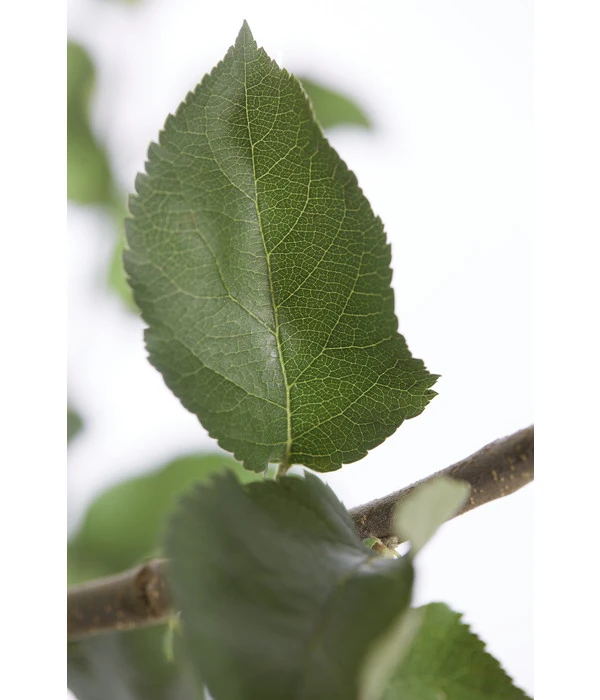 Winterapfel 'Jonagold' 6 Winterapfel 'Jonagold' - Image 4