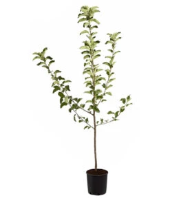 Winterapfel 'Jonagold' 10 Winterapfel 'Jonagold' -Gartenserien Verkaufsgeschäft 7691645 PR FS 001 ApfelJonagoldMalusBusch95LiterDehnerExpressZS