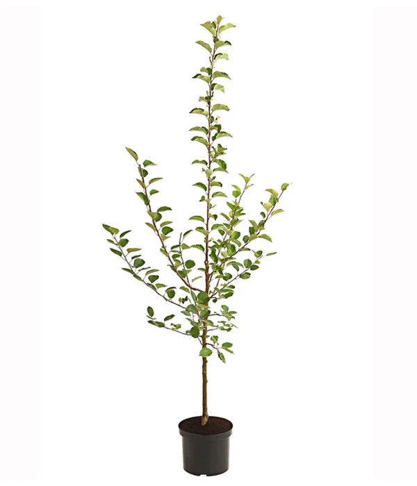 Apfel-Duo 'Jonagold/Boskoop' 4 Apfel-Duo 'Jonagold/Boskoop' - Image 2