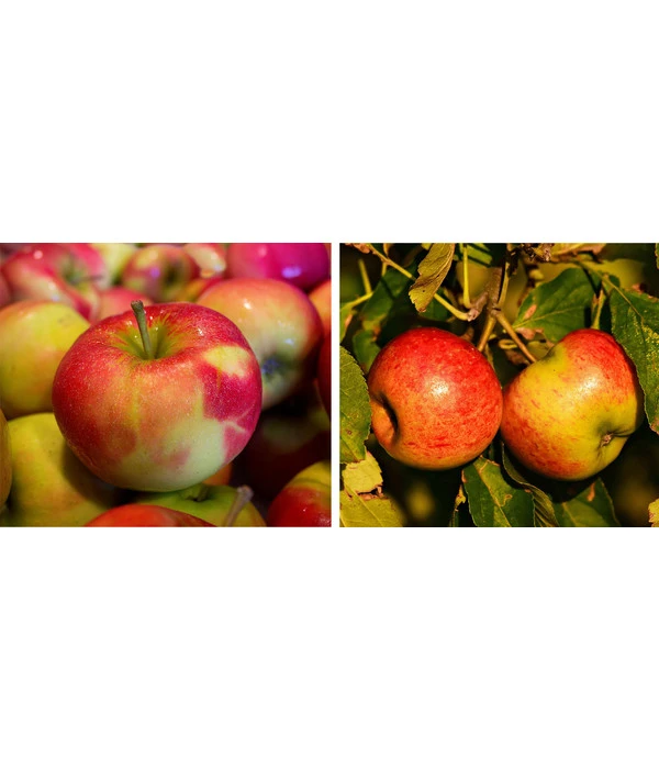Apfel-Duo 'Jonagold/Boskoop' 3 Apfel-Duo 'Jonagold/Boskoop'