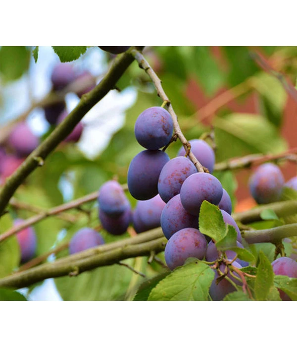 Zwetschge 'Jojo' 3 Zwetschge 'Jojo'