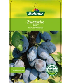 Zwetschge 'Jojo' 8 Zwetschge 'Jojo' -Gartenserien Verkaufsgeschäft 7692635 ZwetscheJojo Etikett 1
