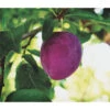 Dehner Pflaume 'Königin Viktoria' 2 Dehner Pflaume 'Königin Viktoria' -Gartenserien Verkaufsgeschäft 7702558 PR FS 001 PrunusPflaumeKoeniginVictoriaPixabayRet