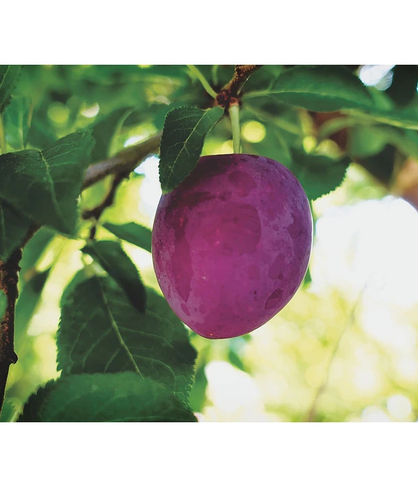 Dehner Pflaume 'Königin Viktoria' 3 Dehner Pflaume 'Königin Viktoria'