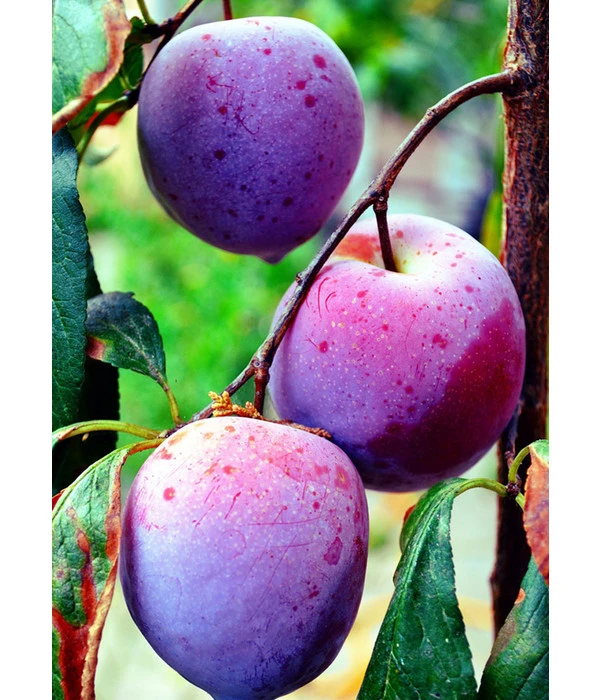 Dehner Pflaume 'Königin Viktoria' 4 Dehner Pflaume 'Königin Viktoria' - Image 2