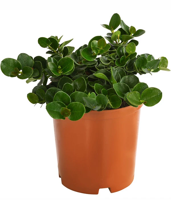 Natalpflaume 4 Natalpflaume - Image 2