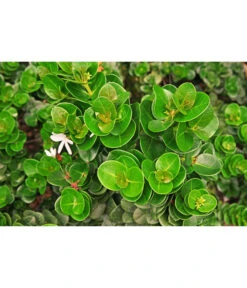 Natalpflaume 9 Natalpflaume -Gartenserien Verkaufsgeschäft 7719107 PR MO 002 NatalpflaumeCarissaGrandiflora123rf