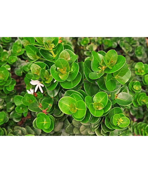 Natalpflaume 6 Natalpflaume - Image 4