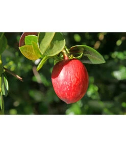 Natalpflaume 8 Natalpflaume -Gartenserien Verkaufsgeschäft 7719107 PR MO 011 NatalpflaumeCarissaGrandiflora123rf