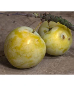 Zwetschgen-Duo 'Hauszwetsche'/'Oullins Reneklode' 9 Zwetschgen-Duo 'Hauszwetsche'/'Oullins Reneklode' -Gartenserien Verkaufsgeschäft 7725518 PR DE 001 PrunusReneklodeOullinsPixabay