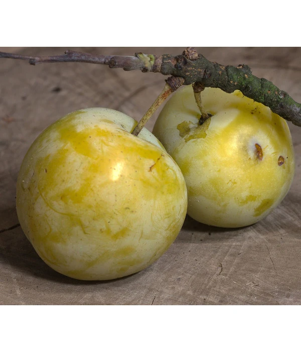 Zwetschgen-Duo 'Hauszwetsche'/'Oullins Reneklode' 6 Zwetschgen-Duo 'Hauszwetsche'/'Oullins Reneklode' - Image 4