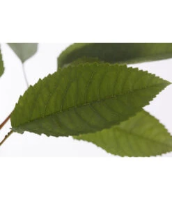 Winterapfel 'Pinova' -Gartenserien Verkaufsgeschäft 7729361 PR DE 001 ApfelPinovaMalusBusch95LiterDehnerExpressZS