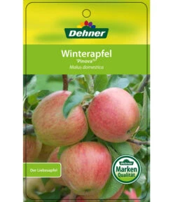 Winterapfel 'Pinova' -Gartenserien Verkaufsgeschäft 7729361 WinterapfelPinova Etikett 1