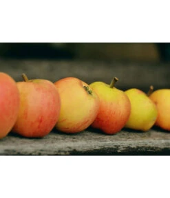 Winterapfel 'Pinova' -Gartenserien Verkaufsgeschäft 7729403 WE MO 001 ApfelPinovaPixabay