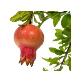 Granatapfel -Gartenserien Verkaufsgeschäft 7733470 PR DE 001 PunicaGranatapfelDehnerExpressHerzig