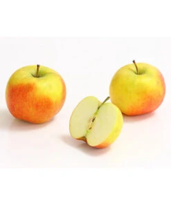 Säulenapfel 'Rondo' -Gartenserien Verkaufsgeschäft 7744873 WE DE 002 ApfelRondoDehnerExpressHerzig