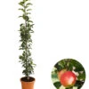 Säulenapfel 'Rondo' -Gartenserien Verkaufsgeschäft 7744873 WE FS 001 SaeulenapfelRondo