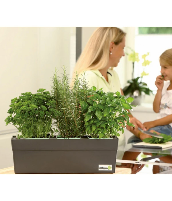 GREENBAR® Naschtomate 4 GREENBAR® Naschtomate - Image 2