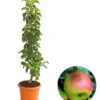 Säulenapfel 'Sonate' 2 Säulenapfel 'Sonate' -Gartenserien Verkaufsgeschäft 7755879 WE FS 001 SaeulenapfelSonate