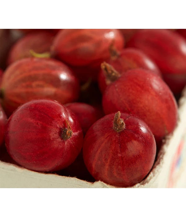 Säulen-Stachelbeere 'Spinefree' 3 Säulen-Stachelbeere 'Spinefree'