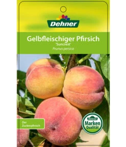 Pfirsich 'Suncrest' -Gartenserien Verkaufsgeschäft 7760754 GelbfleischigerPfirsichSuncrest Etikett 1