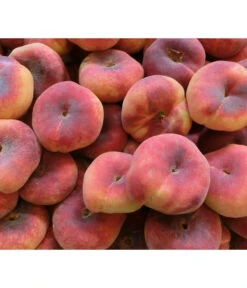 Dehner Tellerpfirsich