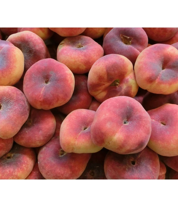 Dehner Tellerpfirsich 3 Dehner Tellerpfirsich