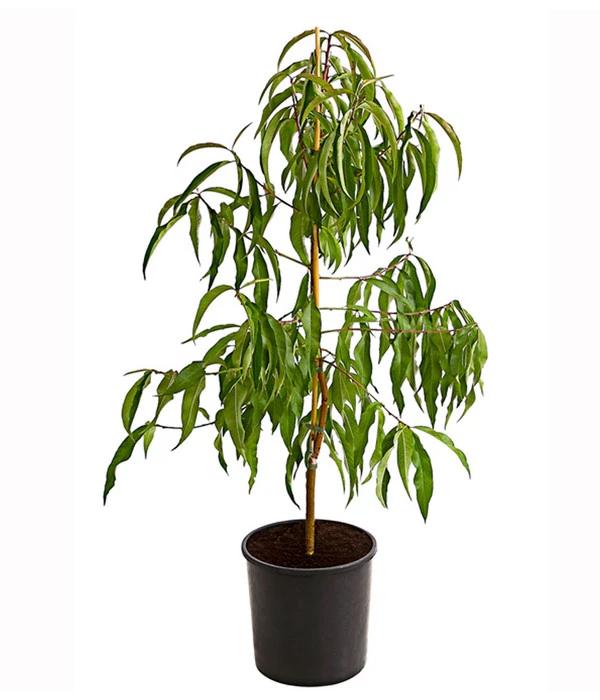 Dehner Tellerpfirsich 4 Dehner Tellerpfirsich - Image 2