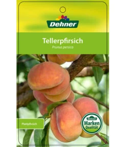 Dehner Tellerpfirsich 10 Dehner Tellerpfirsich -Gartenserien Verkaufsgeschäft 7763378 Tellerpfirsich Etikett 1