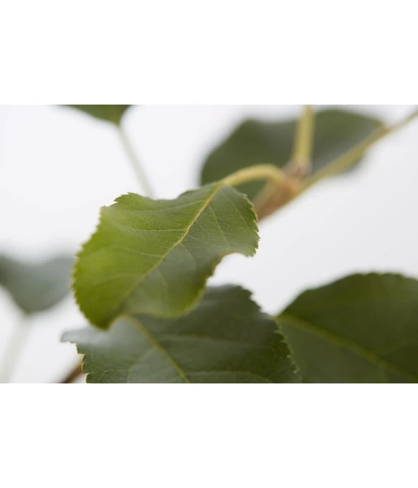 Herbstapfel 'Topaz' 6 Herbstapfel 'Topaz' - Image 4