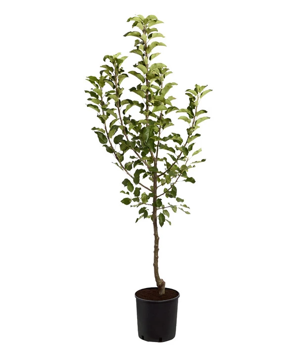 Herbstapfel 'Topaz' 4 Herbstapfel 'Topaz' - Image 2