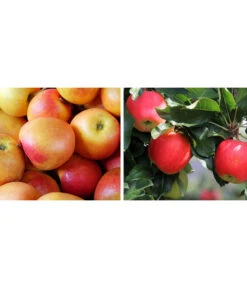 Apfel-Duo 'Topaz/Pinova'