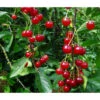 Sauerkirsche 'Ungarische Traubige', Busch 1 Sauerkirsche 'Ungarische Traubige', Busch -Gartenserien Verkaufsgeschäft 7769813 PR DE 001 PrunusSauerkirscheUngarischeTraubigePixabay