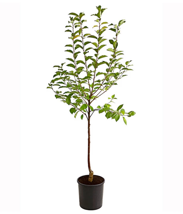 Sauerkirsche 'Ungarische Traubige', Busch 4 Sauerkirsche 'Ungarische Traubige', Busch - Image 2