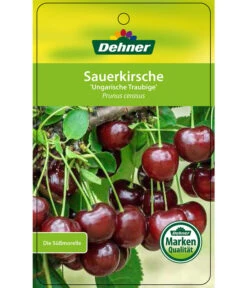 Sauerkirsche 'Ungarische Traubige', Busch 8 Sauerkirsche 'Ungarische Traubige', Busch -Gartenserien Verkaufsgeschäft 7769813 SauerkirscheUngarischeTraubige Etikett 1