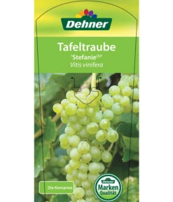 Tafeltraube 'Stefanie' -Gartenserien Verkaufsgeschäft 7773278 TafeltraubeStefanie Etikett 1