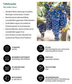 Tafeltraube 'Venus' -Gartenserien Verkaufsgeschäft 7773542 WE IG 001 TafeltraubeVitisviniferaVenus
