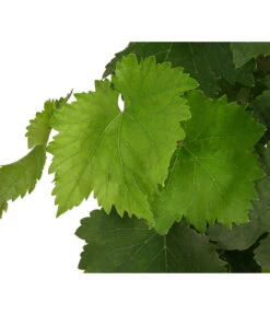 Tafeltraube, Kernlos, Verschiedene Sorten -Gartenserien Verkaufsgeschäft 7773583 WE DE 001 VitisTafeltraubeDehner