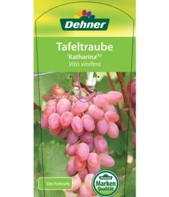 Tafeltraube 'Katharina' 9 Tafeltraube 'Katharina' -Gartenserien Verkaufsgeschäft 7773716 TafeltraubeKatharina Etikett 1