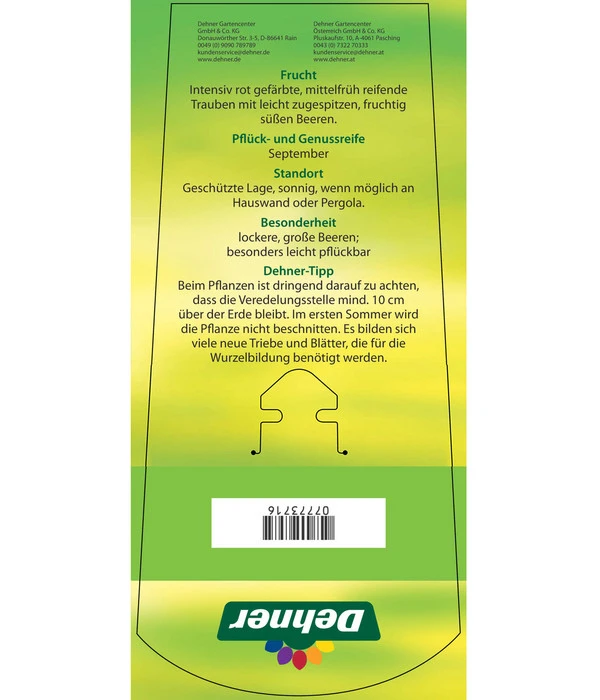 Tafeltraube 'Katharina' 6 Tafeltraube 'Katharina' - Image 4