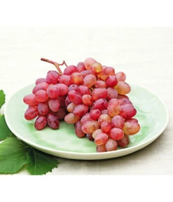 Tafeltraube 'Katharina' 11 Tafeltraube 'Katharina' -Gartenserien Verkaufsgeschäft 7773716 WE MO 001 WeinKatharina