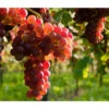 Tafeltraube 'Katharina' -Gartenserien Verkaufsgeschäft 7773716 WE MO 002 TraubeKatharina