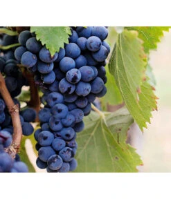 Dehner Gourmet Garten Tafeltraube 'Muscat Blue' 8 Dehner Gourmet Garten Tafeltraube 'Muscat Blue' -Gartenserien Verkaufsgeschäft 7779101 PR DE 002 VitisWeintraubenMuscatBleuPixabay