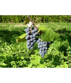 Dehner Gourmet Garten Tafeltraube 'Muscat Blue' 9 Dehner Gourmet Garten Tafeltraube 'Muscat Blue' -Gartenserien Verkaufsgeschäft 7779101 WE DE 002 WeintraubeBlauerMuskatellerPixabay