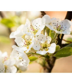 Sommerbirne 'Williams Christ' -Gartenserien Verkaufsgeschäft 7780539 PR DE 022 BirneWilliamsChristPixabay