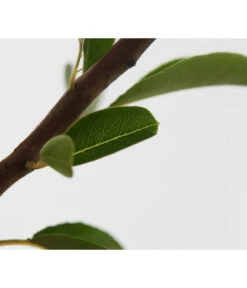 Sommerbirne 'Williams Christ' -Gartenserien Verkaufsgeschäft 7780539 WE DE 001 BirneWilliamChristBuschPyrus