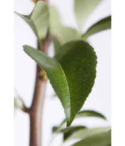 Birnen-Duo 'Williams Christ/Conference' -Gartenserien Verkaufsgeschäft 7780646 PR DE 001 BirneGuteLuiseWilliamChristDuo95LiterDehnerExpressZS