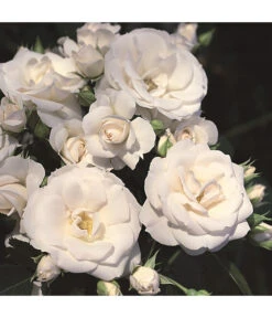 Rosen-Set Pflegeleicht, Rot/weiß, 2-teilig 9 Rosen-Set Pflegeleicht, Rot/weiß, 2-teilig -Gartenserien Verkaufsgeschäft 7803026 WE DE 002 BodendeckerRoseAspirinTantauWeiss