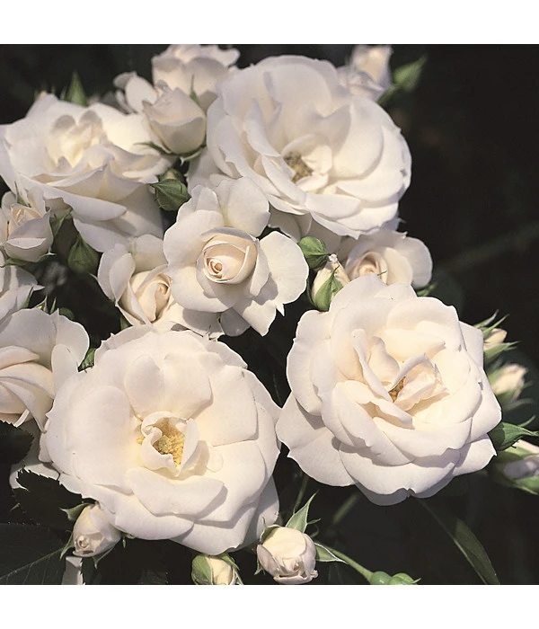 Rosen-Set Pflegeleicht, Rot/weiß, 2-teilig 6 Rosen-Set Pflegeleicht, Rot/weiß, 2-teilig - Image 4